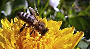 Jardiniers: aidez les abeilles!