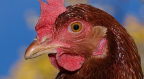 Quelles marques arrêtent la vente d’œufs issus de poules en batterie ?