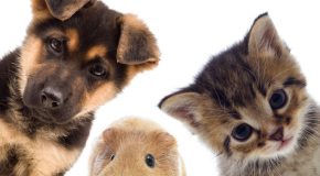 De nouvelles règles au moment de l’adoption d’un animal de compagnie