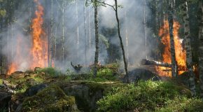 Feux de forêts : rappel des règles de vigilance