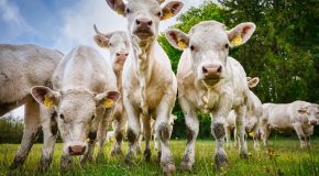 L’importation de viandes aux antibiotiques de croissance reste interdite en France