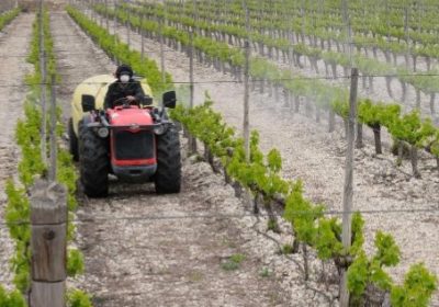 Pesticides – Les riverains des zones viticoles plus exposés