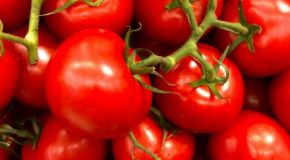 Pesticides : De nombreux résidus dans les tomates espagnoles et marocaines