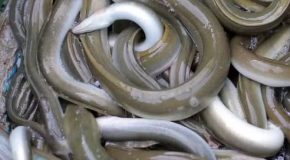 Anguilles – Pourquoi il ne faut plus les pêcher