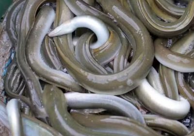 Anguilles – Pourquoi il ne faut plus les pêcher